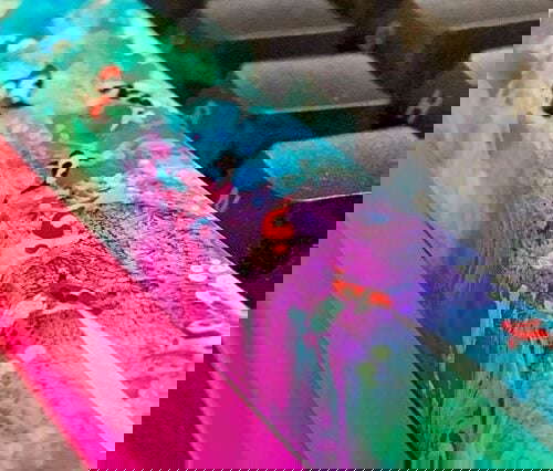 61987743 497522574118846 1867665887291164639 N