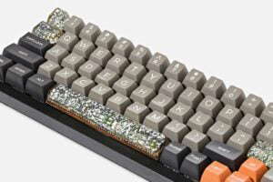 Bornofforest81