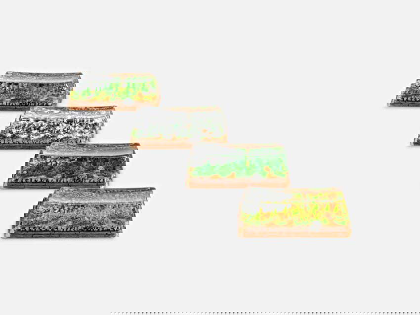Bornofforest91